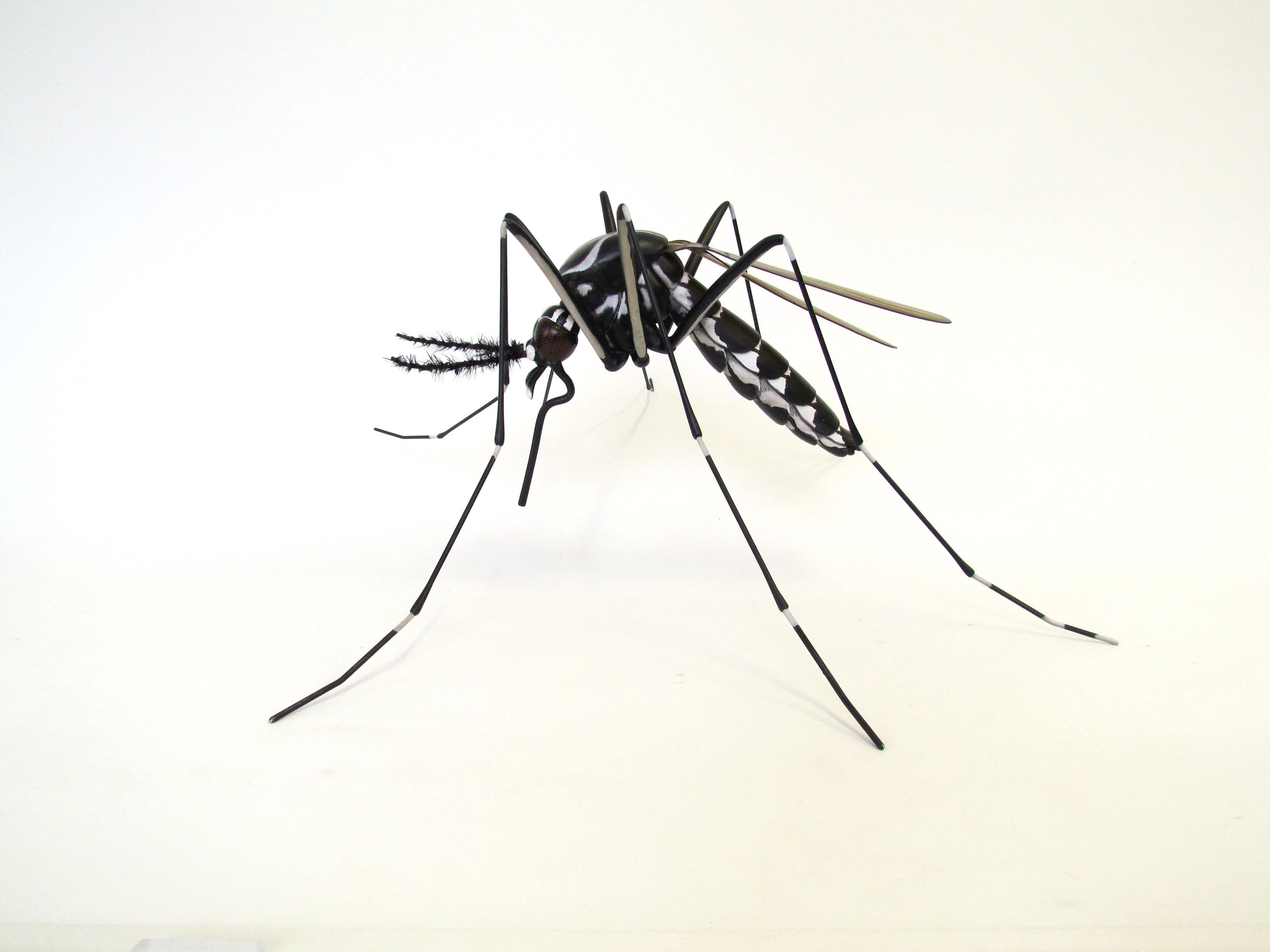 large scale mosquito model