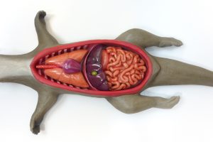 Anatomic Interactive Model