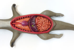 Anatomic Interactive Model