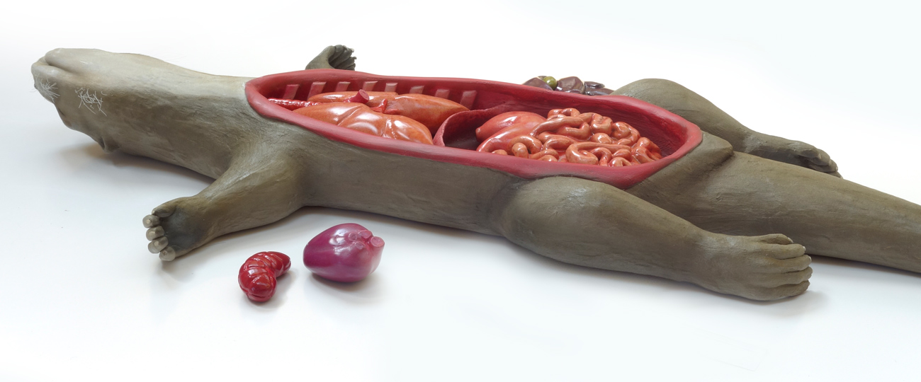 anatomy interactive display model
