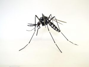 Mosquito exhibition display model